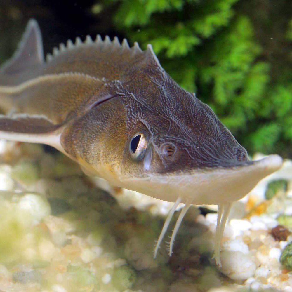 Погостил у родных: Два года колонии за незаконную ловлю рыбы