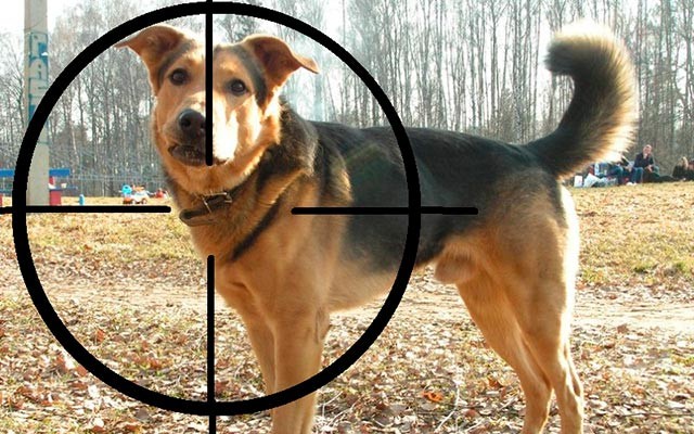 Ветстанция Караганды прокомментировала информацию об «обстреле» животных