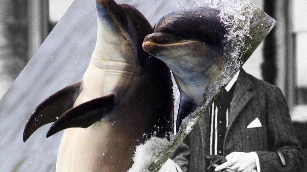 Сверхспособности: Все мы немного… дельфины