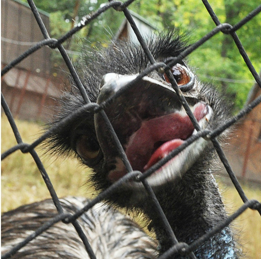 В зоопарке Алматы отметили День птиц