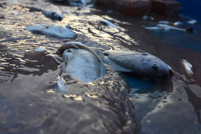 Пруд в Алматинской области, в котором погибли 2 тонны рыбы, очищен
