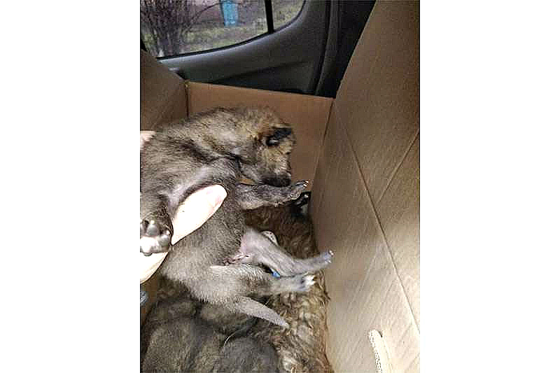 В Карагандинской области инспекторы природоохранной полиции спасли волчат