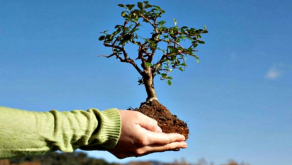 Жителей Алматы призывают высаживать деревья в своих дворах