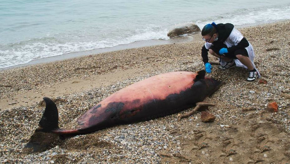 Десятки погибших дельфинов нашли зоозащитники на побережье Крыма