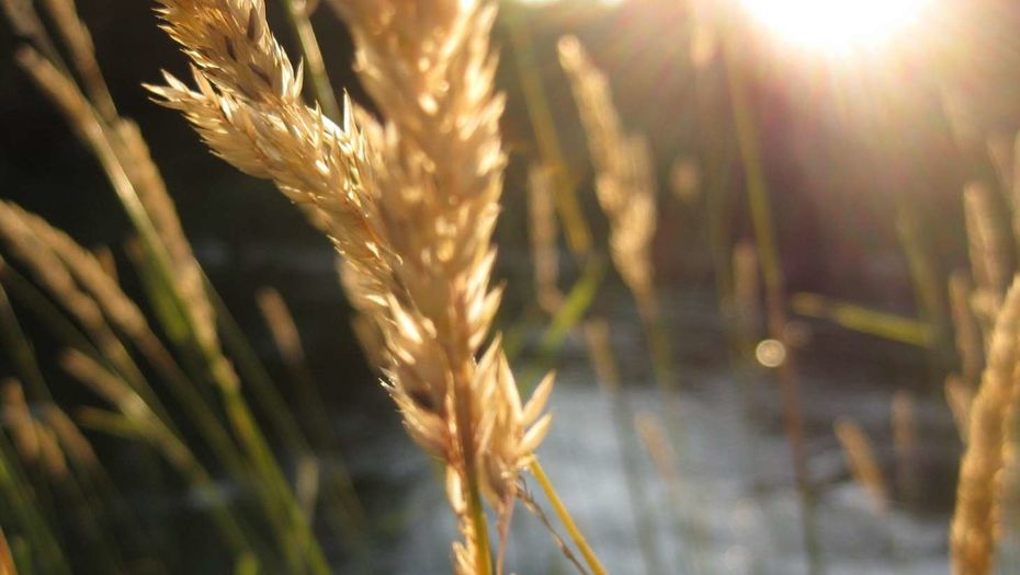 В Казахстане создали новый сорт пшеницы