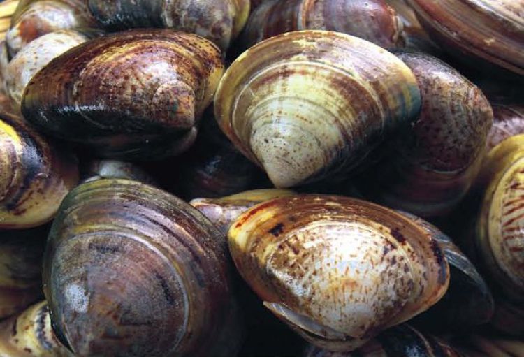 Специалисты исследуют причины гибели моллюсков на Урале