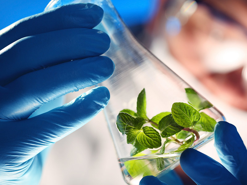 Тест: Узнайте на каком уровне находятся ваши познания биологии