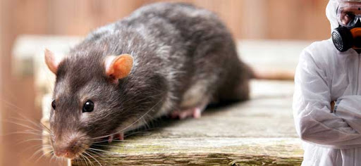 Услуги дератизации от фирмы «Заря»