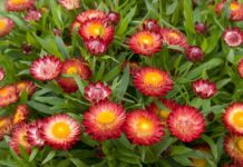 Выращивание гелихризума