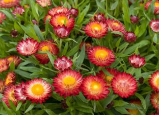 Выращивание гелихризума