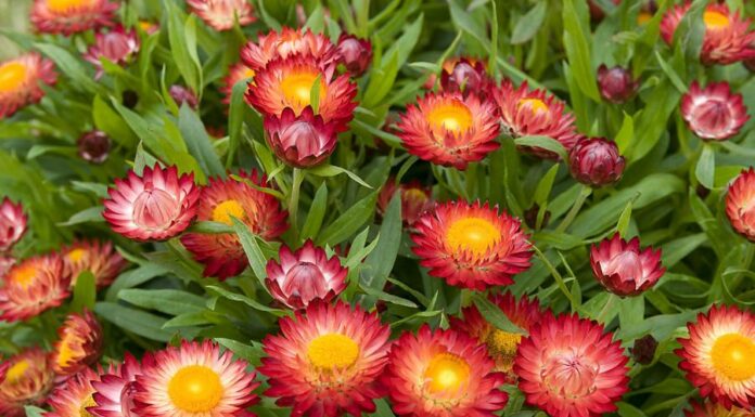 Выращивание гелихризума