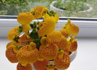 Кальцеолярия — интересные факты о цветке