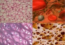 Жизнь тканей и органов вне организма