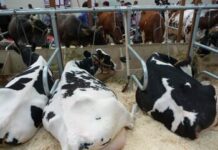 Как содержать крупный рогатый скот