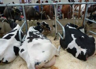 Как содержать крупный рогатый скот