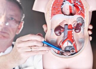 Какие органы лечит уролог ?