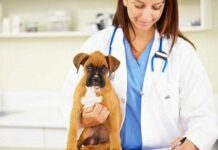 Первый прием ветеринарного врача