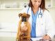 Первый прием ветеринарного врача