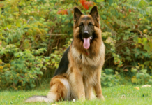 Немецкая овчарка: описание и характеристика породы