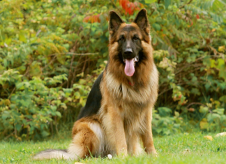 Немецкая овчарка: описание и характеристика породы