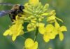 Шмели для опыления растений: преимущества и особенности