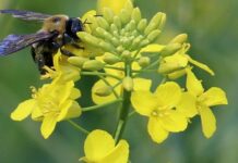 Шмели для опыления растений: преимущества и особенности
