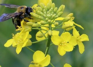 Шмели для опыления растений: преимущества и особенности