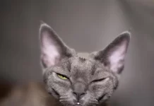 Девон-рекс: отличная порода кошки для городской квартиры