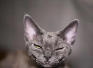 Девон-рекс: отличная порода кошки для городской квартиры