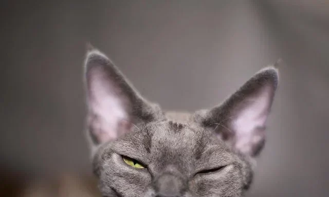 Девон-рекс: отличная порода кошки для городской квартиры