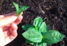 Как прищипывать цинию?