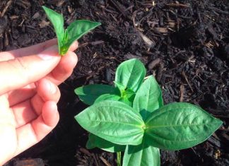 Как прищипывать цинию?