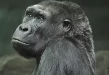 Оспа обезьян: признаки и симптомы