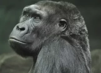 Оспа обезьян: признаки и симптомы