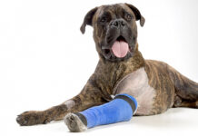 Диагностика артрита у собак