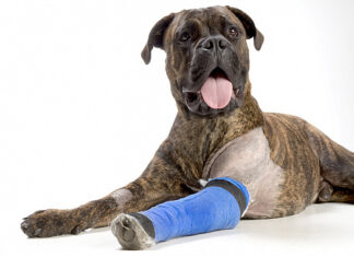 Диагностика артрита у собак