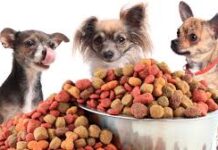 Сухой корм для собак: рейтинг лучших производителей