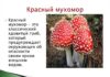 Красный мухомор – божественный гриб