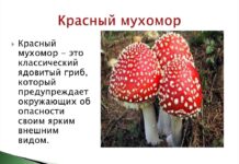 Красный мухомор – божественный гриб