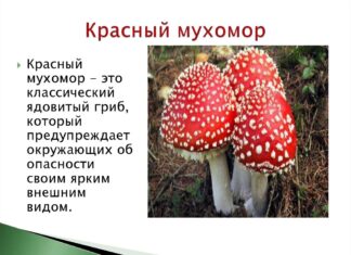 Красный мухомор – божественный гриб