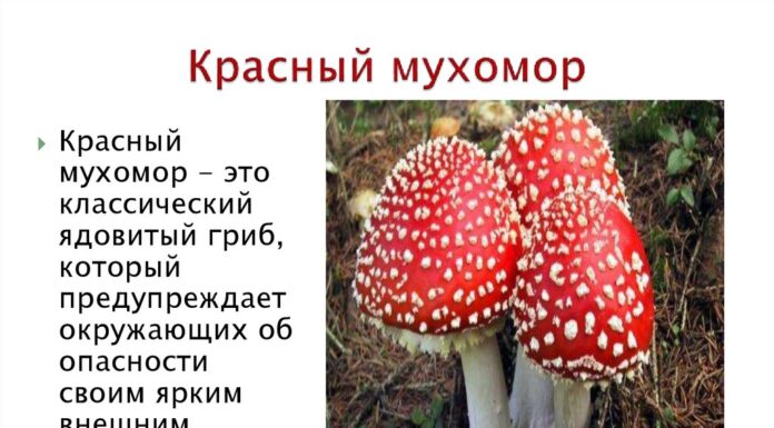 Красный мухомор – божественный гриб