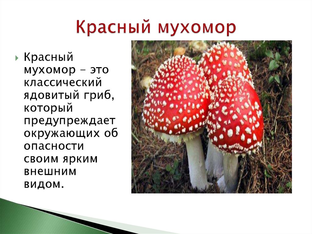 Ядовитые вещества грибы. Опасные грибы мухомор красный. Мухомор краткое описание. Ядовитые грибы мухомор красный рассказ. Мухомор ядовитый гриб 2 класс.