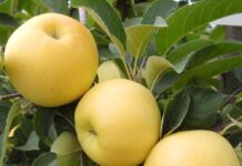 Рекомендации по выбору яблок