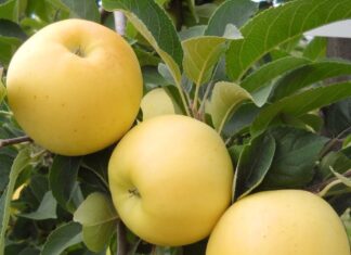 Рекомендации по выбору яблок