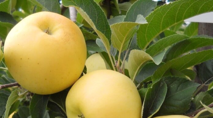 Рекомендации по выбору яблок