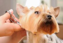 Стрижка собак