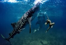 Туры с китовыми акулами в Себу на Филиппинах