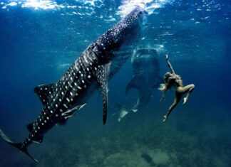 Туры с китовыми акулами в Себу на Филиппинах