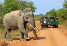 Национальный парк Яла — самостоятельное путешествие