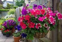 Выращиваем петунии — от семян до высадки в грунт